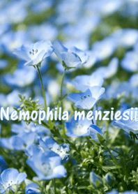Nemophila menziesii ver.2