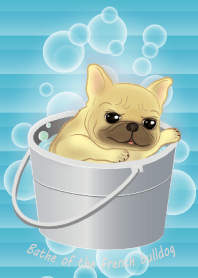 Bathe of the French bulldog