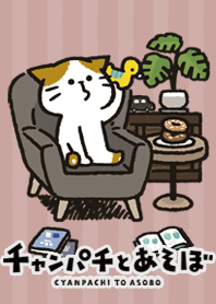 Cute cat 'Cyanpachi2'
