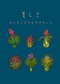 我養的空氣鳳梨開花期(神秘青藏色)