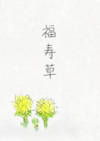 福寿草 ～Adonis ramosa～