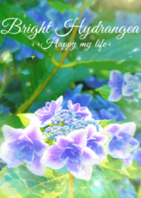 Bright Hydrangea