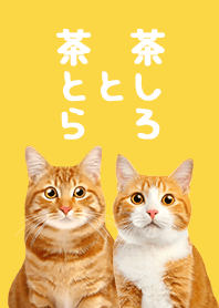 Chatora and Chashiro Cat - Yellow