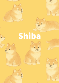 Chubby Shiba Inu on light yellow