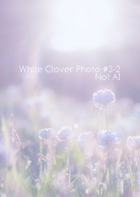 White Clover Photo#3-2Not AI