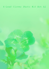 4-Leaf Clover Photo #10-28Not AI