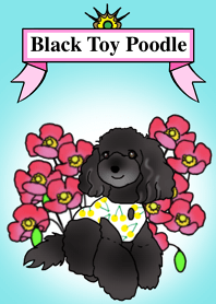 COO-chan 2 : Black Toy Poodle