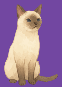Siamese cat holiday03 purple