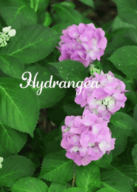 hydrangea 紫陽花3