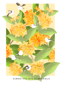Little White Bird with osmanthus