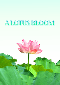 A LOTUS BLOOM