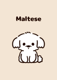 Small maltese.