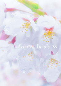 SakuraBokeh 38
