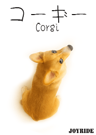 Corgi : 1_2