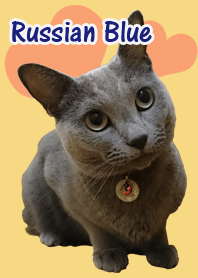 Russian Blue Theme