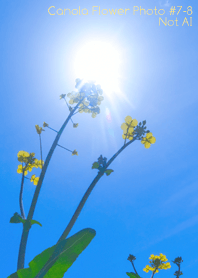 Canola Flower Photo#7-8Not AI