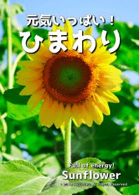 Full of energy! Sunflower 2
