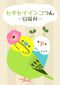 セキセイインコつん豆苗付