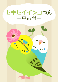 Budgerigars and pea sprout
