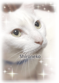 shironeko-chan@Pet Grand Prix