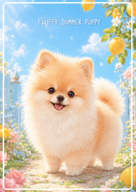 Fluffy Summer Pomeranian