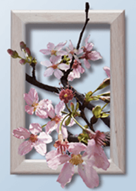 Sakura of spring5