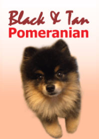 Black & Tan Pomeranian