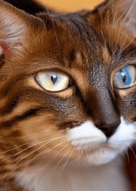 Cats run wild #CUUaF223.