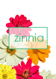 zinnia ~華やかな百日草~