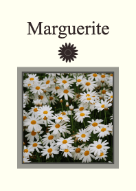 Marguerite