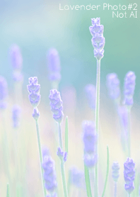 Lavender Photo #2-16 NotAI