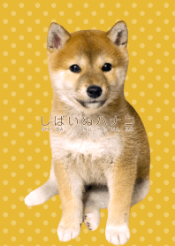 しばいぬハナコのきせかえ 10【柴犬写真】