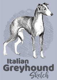 意大利靈緹犬草圖