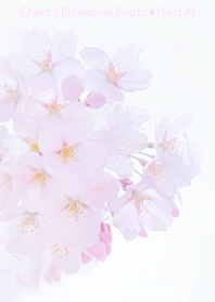 Cherry Blossoms Photo #1-19 NotAI