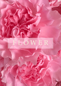 Carnation Flower.