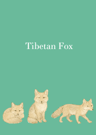 Tibetan Fox on blue green
