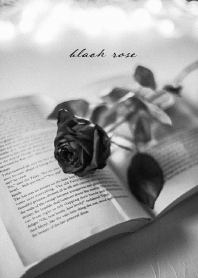 black rose_02