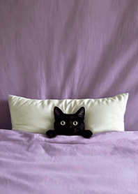 Fun playful cat  blanket-Black Cat1M