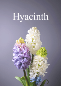 ヒヤシンス vol.5