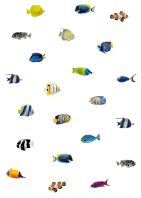 I love tropical fish17