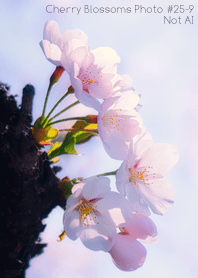 CherryBlossoms Photo#25-9 Not AI