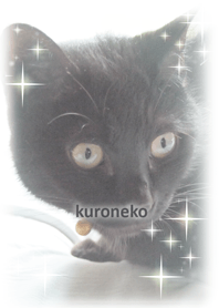 kuroneko-chan@Pet Grand Prix