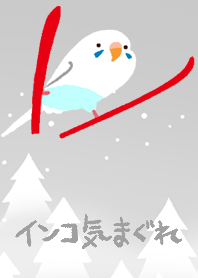 Budgie Snow