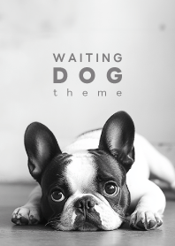 WAITING DOG - French Bulldog 01/BW -