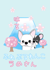 French bulldog wanko Ume spring