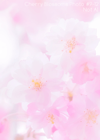 Cherry Blossoms Photo #9-12 Not AI