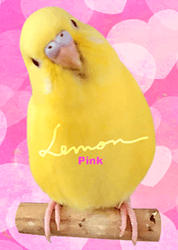 セキセイインコ レモン "ハート ピンク"