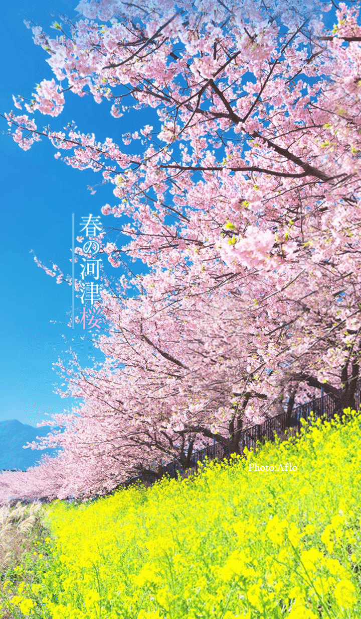 Kawazu cherry blossoms in spring