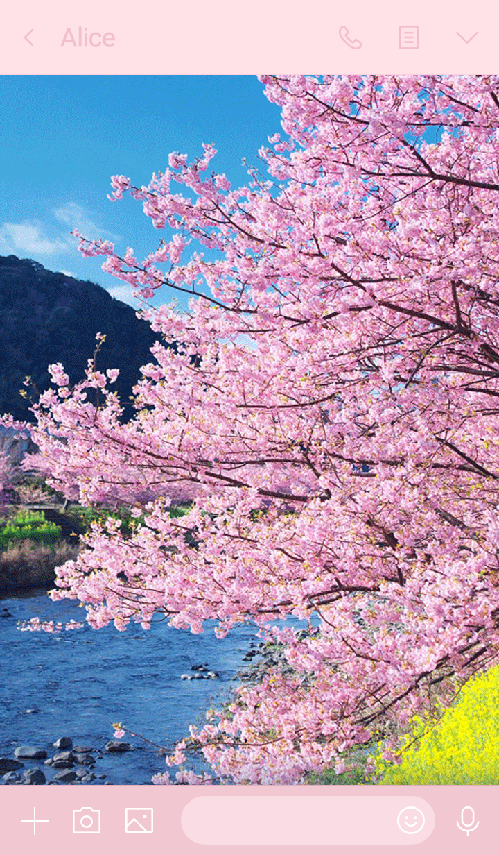 Kawazu cherry blossoms in spring
