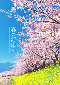 Kawazu cherry blossoms in spring